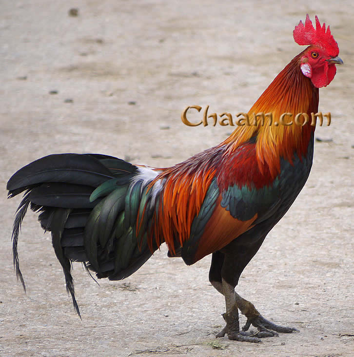 Colourful cock in Ancient City