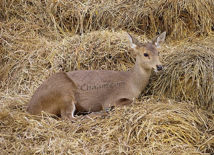 Deer sleep on hay