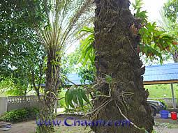 Rare, exotic palms