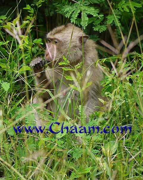 Mammals and singing birsd in Kaeng Krachan