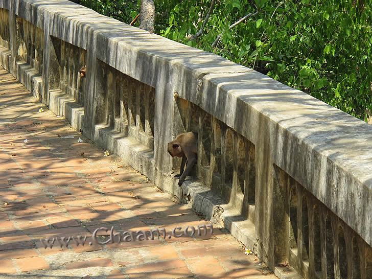 Monkeys are living in the temple Phra Nakon Khiri