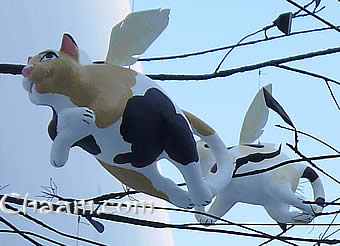 Flying cats in Thailand