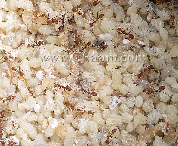 Ant eggs, expensive and delicious