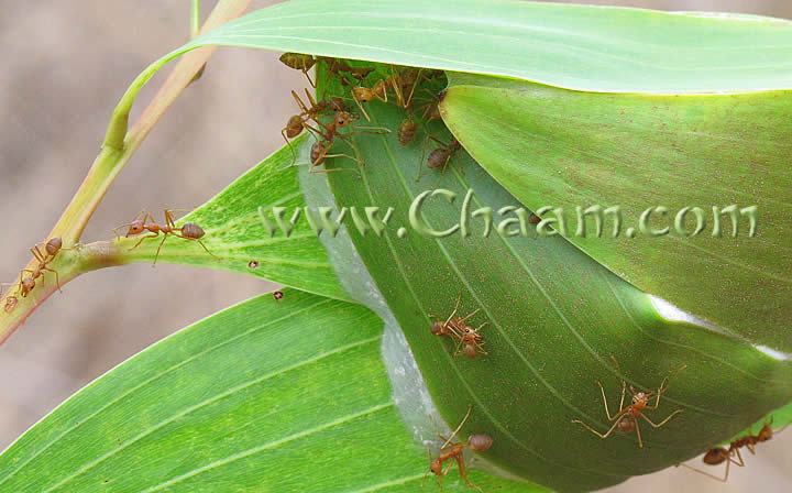 Ants bend leafes in Cha-Am