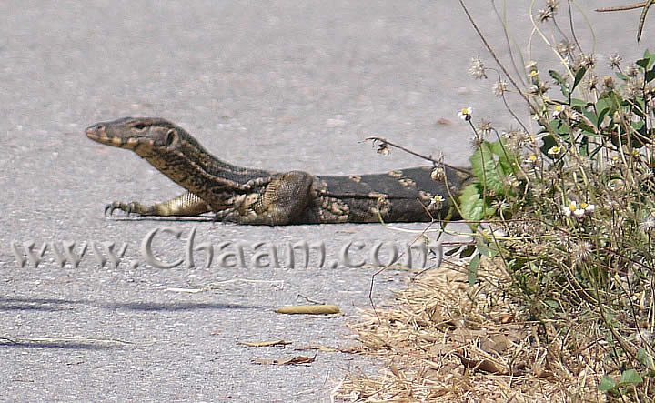 Lizard gonna in Forest Park Cha-Am