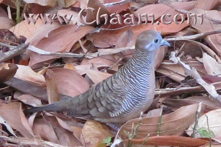 Blue bird Thailand