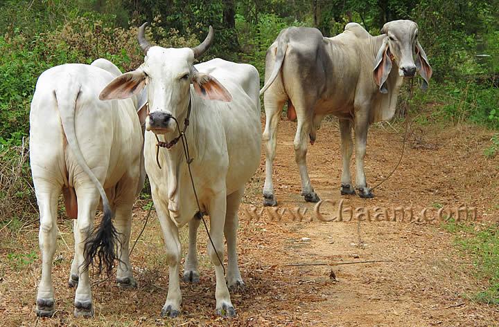 Cows graze in Thailand