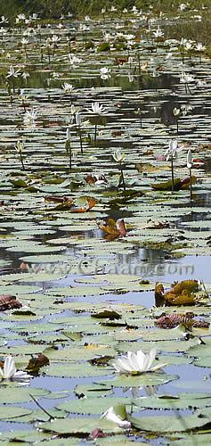 Lotus Flower Cha-Am Thailand