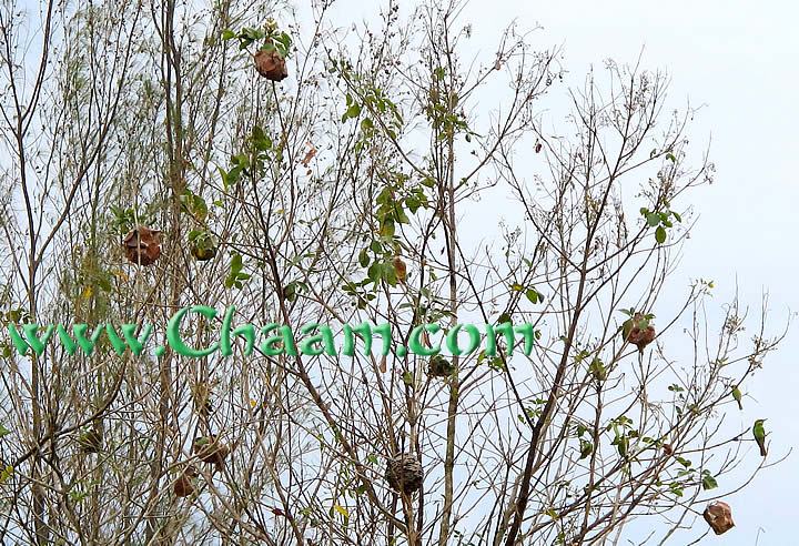 Bird nest colonies in Cha-Am Thailand