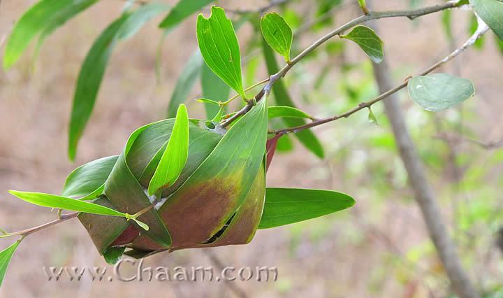 Red Ant nest Cha-Am Thailand