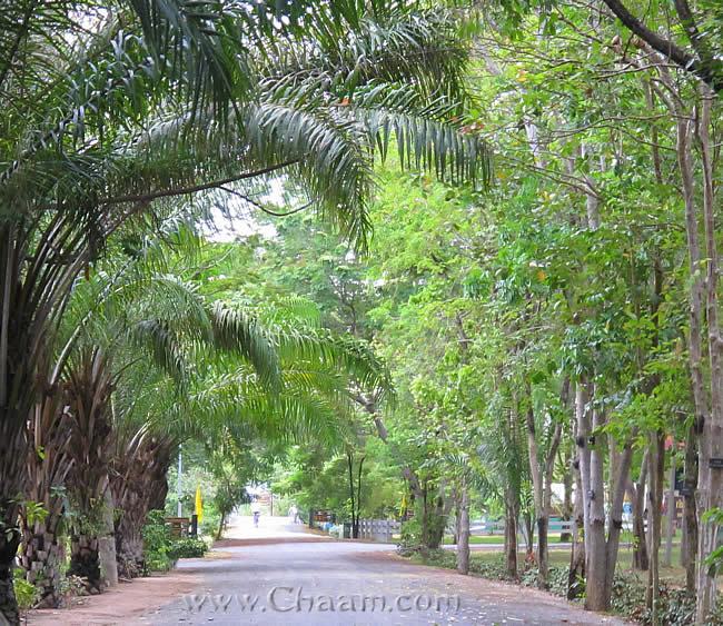 Drive through Cha-Am Forest Park