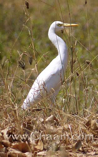 Great White Egret Cha-Am