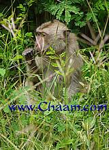 Wild monkeys in Thailand