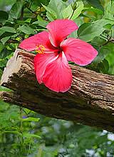 Flower in Kaeng Krachan National Park