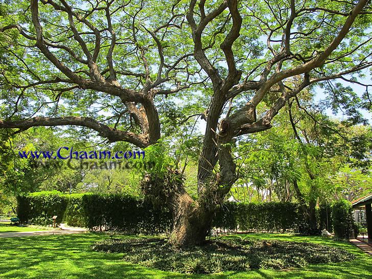 Very old trees in the park