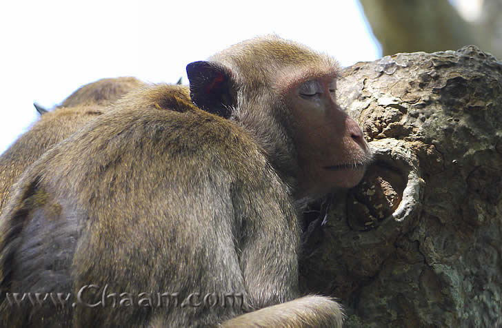 Monkey in buddhist temple is sleeping