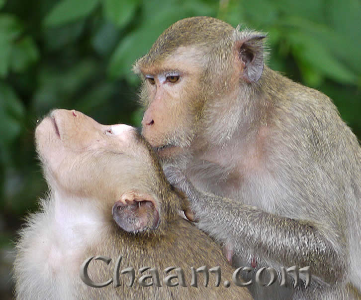 Monkeys in Thai Temple